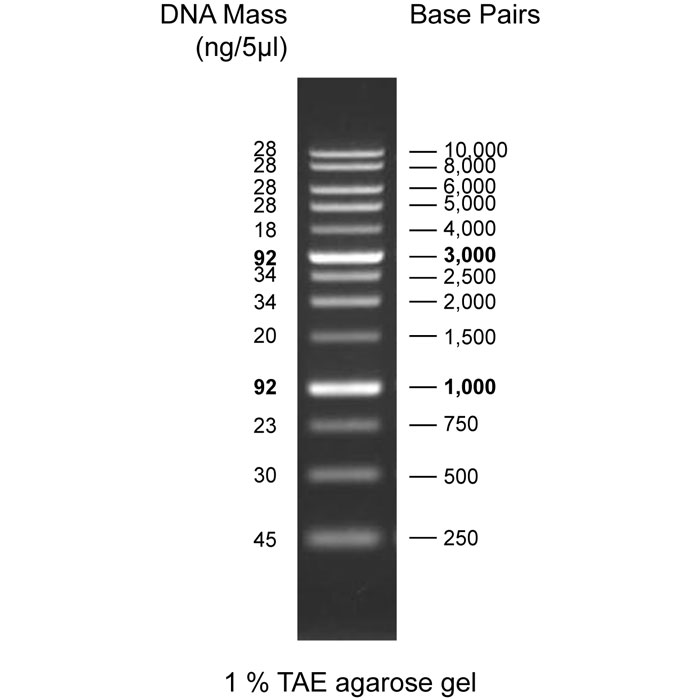 مارکر های مولکولی | نشانگر DNA دی ان ای (DNA Markers)