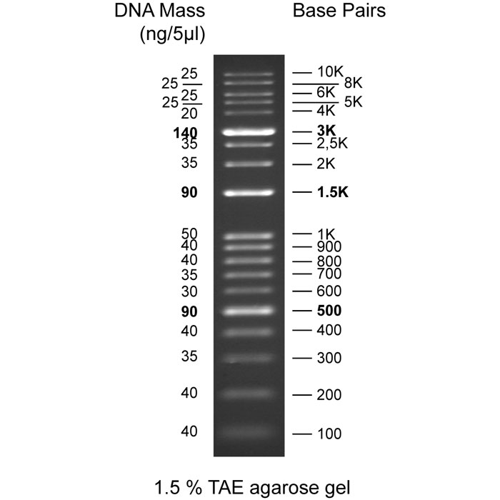 مارکر های مولکولی | نشانگر DNA دی ان ای (DNA Markers)